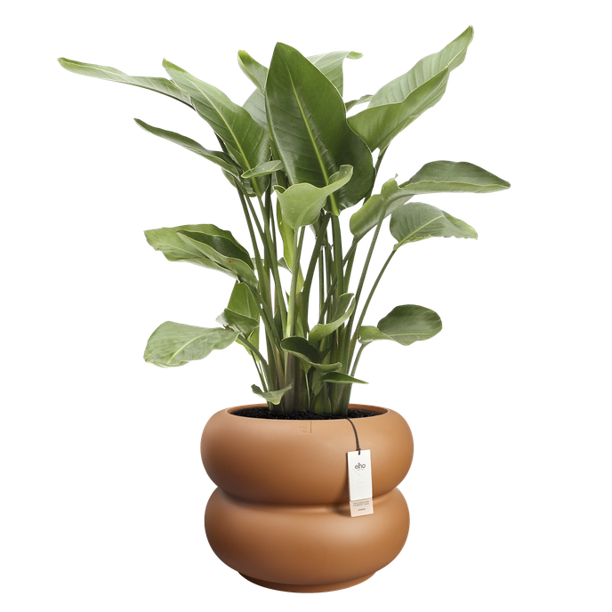 amber roll low 60 caramello